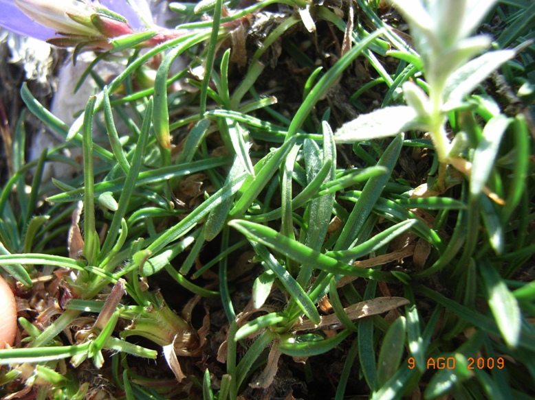 Monte Miletto - Edraianthus graminifolius